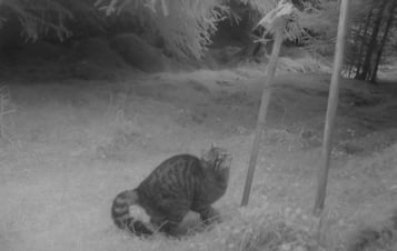 Wildcats at Clashindarroch