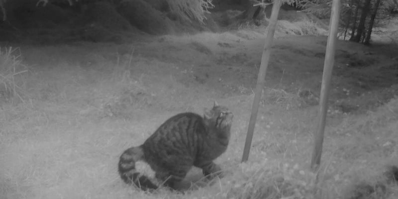 Wildcats at Clashindarroch Forest Wildcats at Clashindarroch Forest